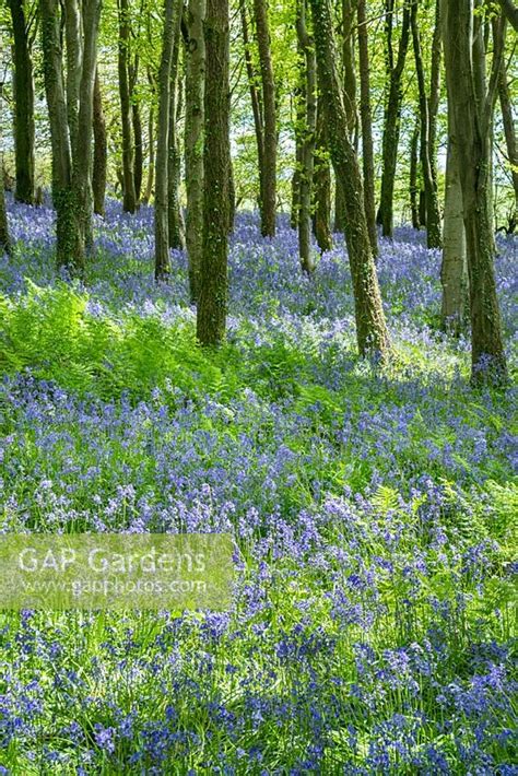 Bluebell Wood In Dor Stock Photo By Howard Rice Image 0499285
