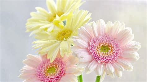 1920x1080 Resolution Gerbera Flowers Bouquet 1080p Laptop Full Hd