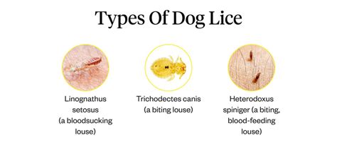 How To Treat Dog Lice