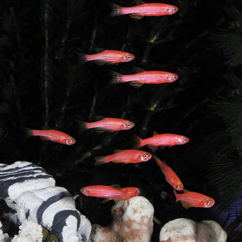 Glofish Fluorescent Fish Starfire Red Living Pack Of 4