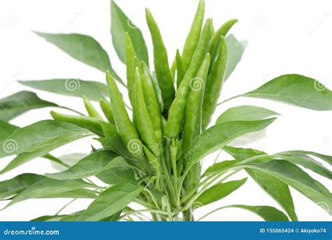 Green Chili Pepper Plants Stock Photo Image Of Fresh 155065424