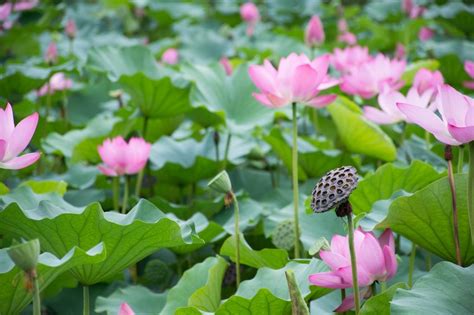 Water Lotus Plant Edible Foraging Malaysia