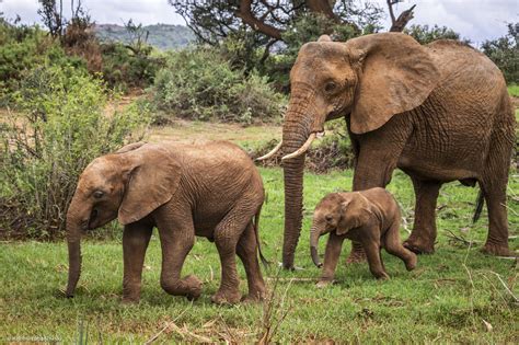 No Rest For New Elephant Mothers