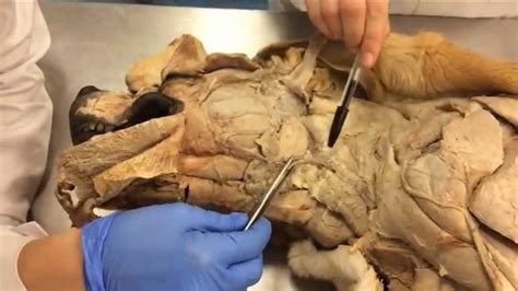 Anatomía Musculatura Cabeza De Perro Youtube