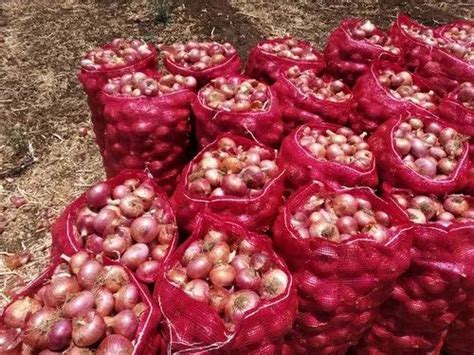 A Grade Dry Red Onion Plastic Bag Packaging Size 50 Kg At Rs 50kg