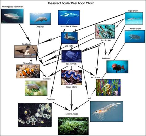 Food Chain In Great Barrier Reef