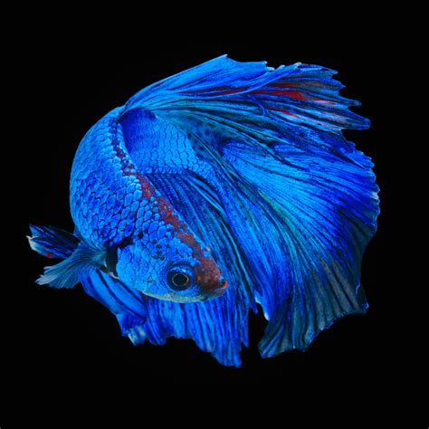 Remarkably Astonishing Facts About Betta Fish