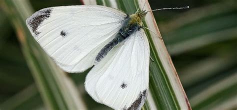 We did not find results for: Cabbage White Butterfly Guide