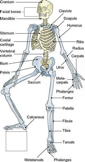 Diagram Medical Terminology Of Skeletal System Diagrams Mydiagram