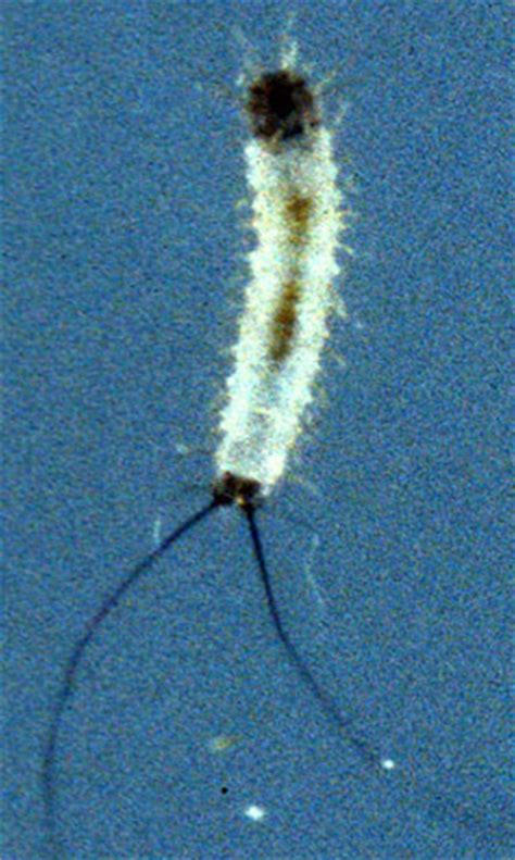 A Sand Fly Lutzomyia Shannoni Dyar