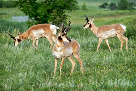 Dakotagraph Know Your South Dakota Wildlife