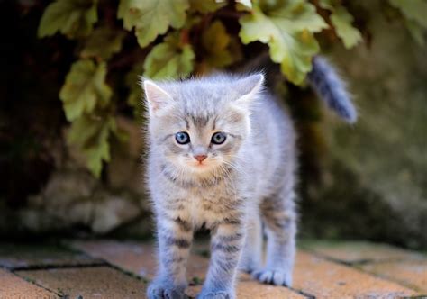 Kitten Cat Pets Free Photo On Pixabay Pixabay