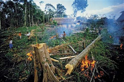 Green Planet Clothing The Over Exploitation Of Tropical Forests