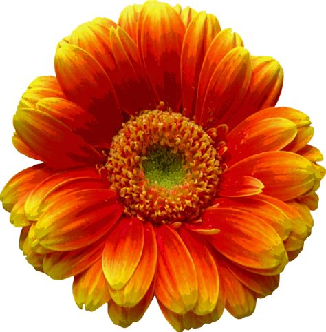 Blossom Bloom Flower · Free Image On Pixabay
