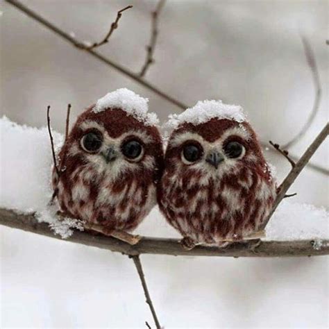 Awn 😍 Cute Baby Owl Baby Owls Funny Owls