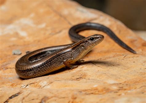 Download Shiny Brown Ground Skink Reptile Wallpaper