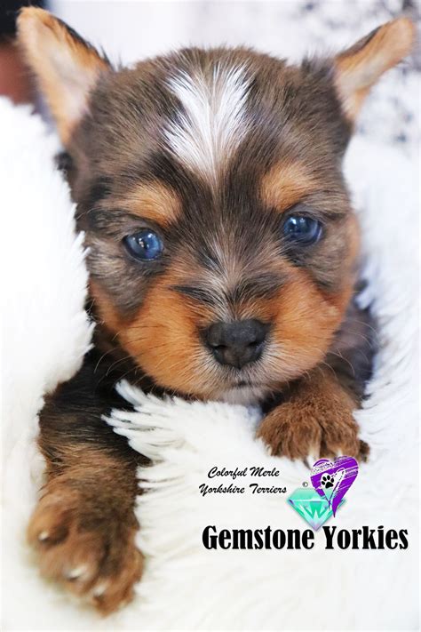 One thing that humans often wonder when considering how their dogs spend their time when their away is if dogs consider a german shepherd while searching puppies for sale near me. Pin on Blue Eye Yorkie Puppies