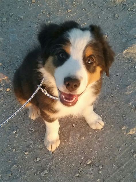 Adorable 12 Week Old Puppy Available At Carman Aussies