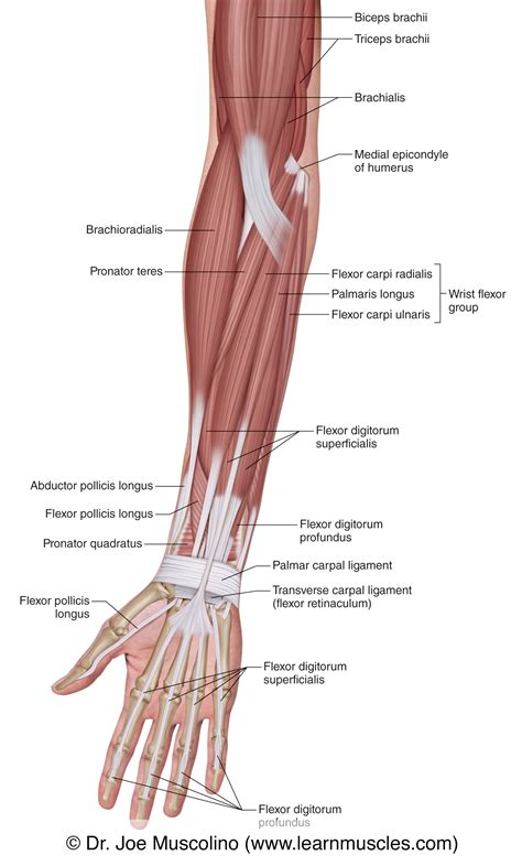 Muscles Of The Anterior Forearm Superficial View Learn Muscles