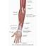 Muscles Of The Anterior Forearm  Superficial View Learn