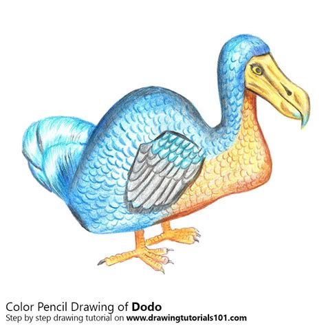 How To Draw A Dodo Birds Step By Step
