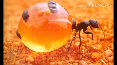 This Is A Honey Pot Ant Youtube