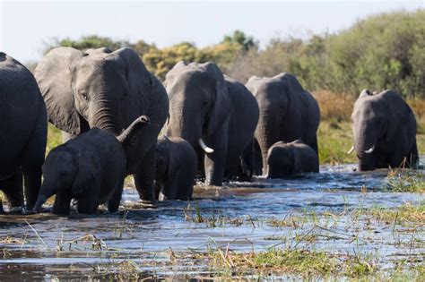 19 African Elephant Migration Facts