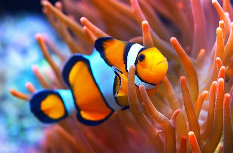 14 Cutest Fish Species That Will Make You Gush 🐠 Learn The Aquarium