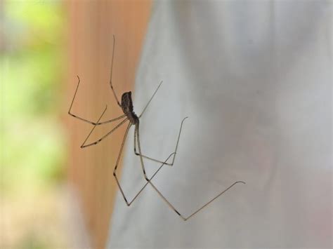 Non Poisonous Spiders In Oak Park Il Oak Park Pest Control Pros