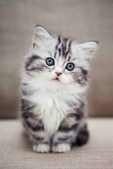 Adorable Kitten Pictures To Make You Feel Better Kittens Cutest