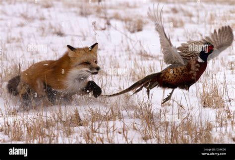 Red Fox Vulpes Vulpes Hunting Pheasant Stock Photo 54807458 Alamy