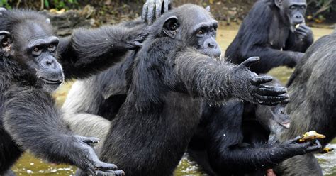 Chimps Are More Advanced Than Us In One Specific Way