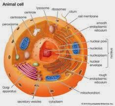 Animal cells do not have a cell wall. EOCT Independent Study Project