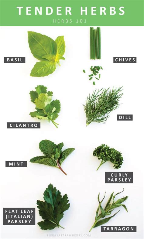 Herbs 101 Everything You Need To Know About Choosing Storing And