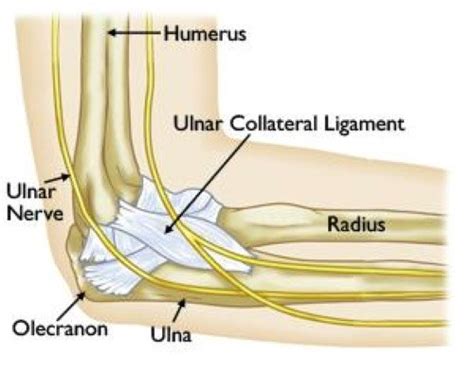 Elbow Injuries And Common Elbow Problems Kevin Collins Md Sports