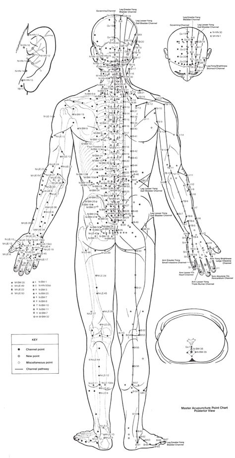Back Acupuncture Points Chart Acupressure Points Reflexology Chart Reflexology Massage
