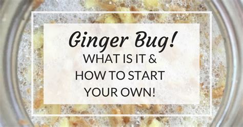 All About Ginger Bug The Petite Plantation