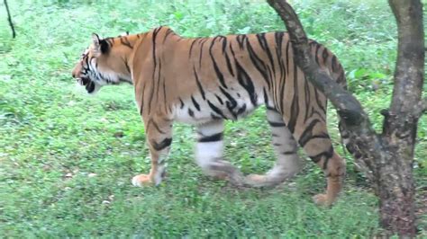 Royal Bengal Tiger Walking Youtube