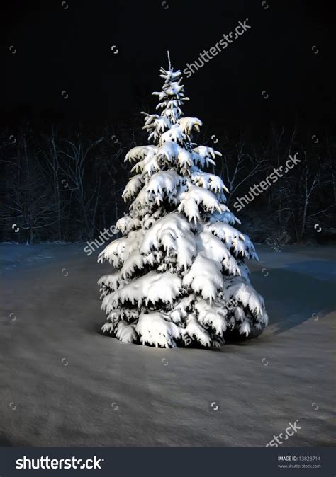 Snow Covered Pine Tree At Night Stock Photo 13828714 Shutterstock