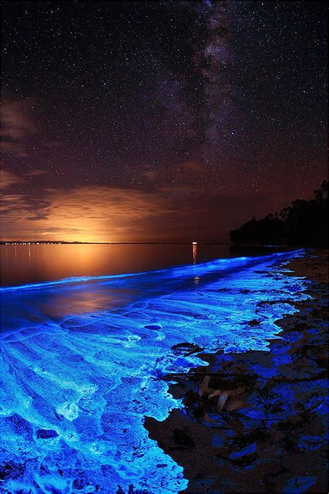 Grand Cayman Bioluminescence Tour Adinaporter
