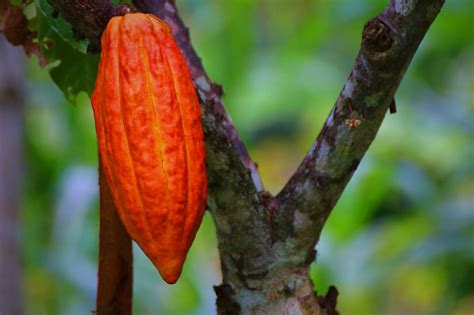 Rostros Del Cacao Provincia De Napo Ecuador Ama La Vida Tv