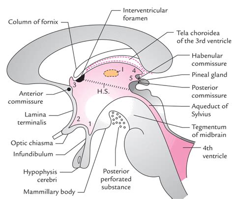 Third Ventricle Learn Human Anatomy
