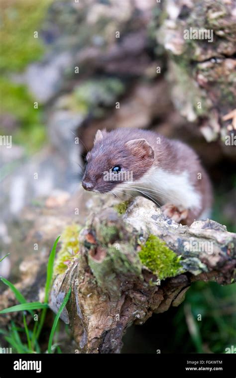 Stoats Are Also Known As The Short Tailed Weasel Stock Photo Alamy
