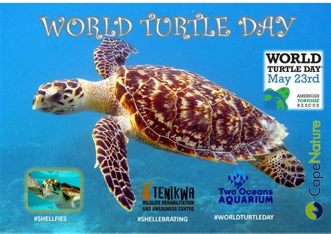 World Turtle Day 2020 Date And Significance History C