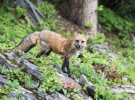 Red Fox Photograph By Kelly Walkotten Fine Art America