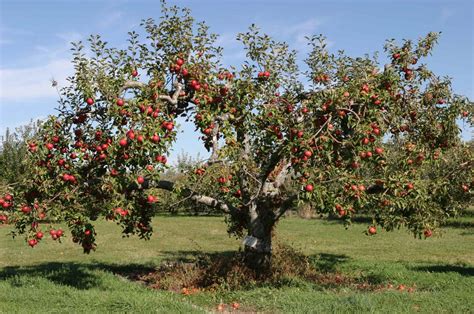 Appletree 1600×1062 Pruning Apple Trees Apple Tree Fast