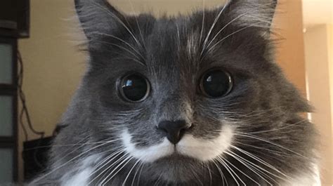 Viral Las Mejores Y Más Divertidas Fotos De Gatos Con Bigotes La