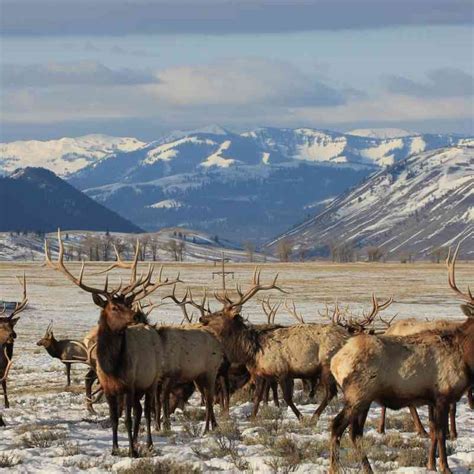 Rocky Mountains And Great Plains Defenders Of Wildlife