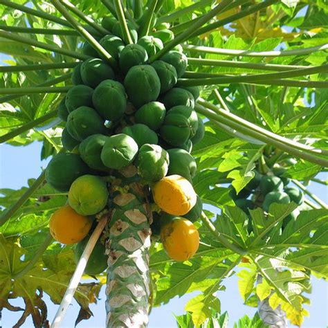 Red Papaya Fruit Plants And Tree Exotic Flora
