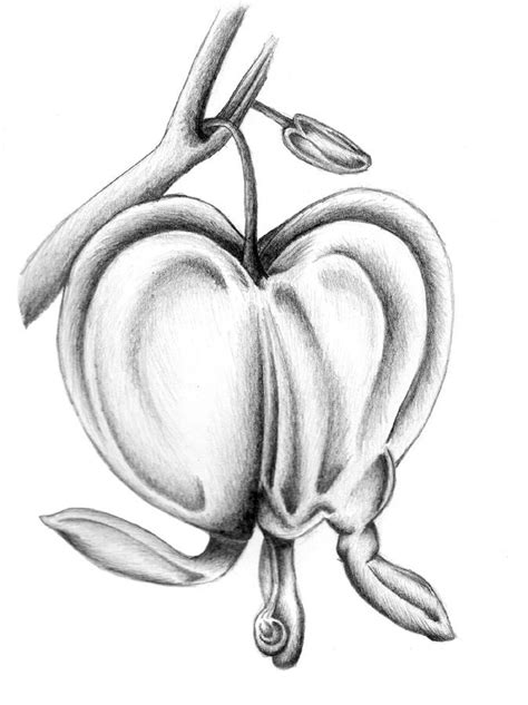 Floral heart shape for your design. Bleeding Heart Flower Drawing | Bleeding Heart Flower by ...